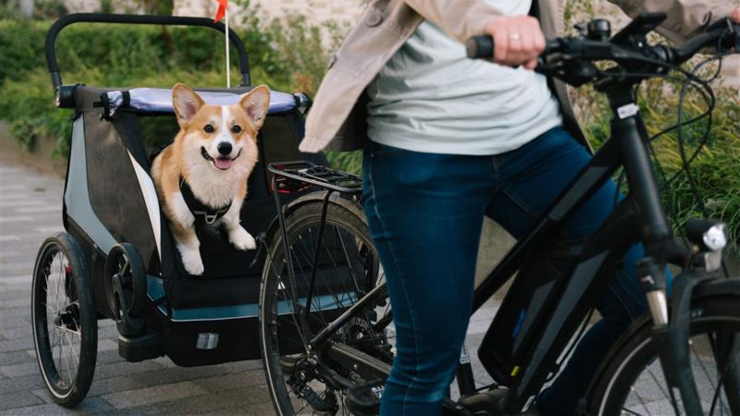 Gemeinsame Radtour geplant? Im passenden Fahrradanhänger kommt Ihr Hund entspannt und sicher mit auf Entdeckungstour