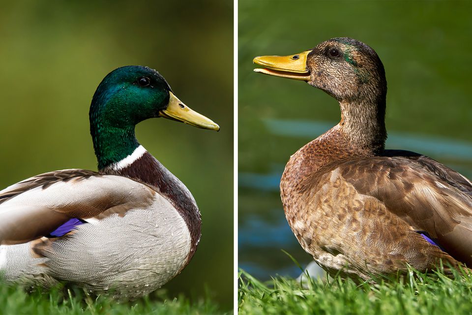 Stockente im Prachtkleid vs im Ruhekleid