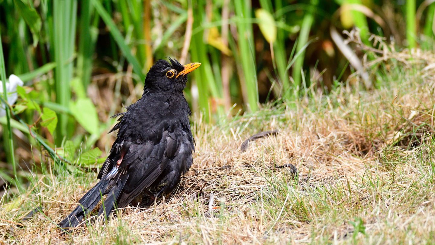 Amsel in der Mauser