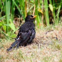 Amsel in der Mauser