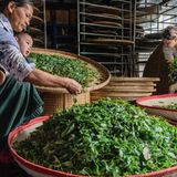 Zwei Frauen sortieren Teeblätter