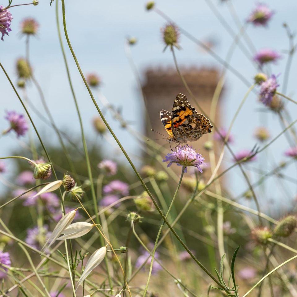 Falter auf violetten Blüten