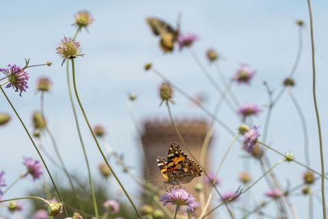 Falter auf violetten Blüten