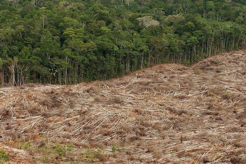 Lukratives Geschäft: Die Rodung von Waldflächen im Amazonasgebiet für den Sojaanbau zahlt sich für Landwirte aus