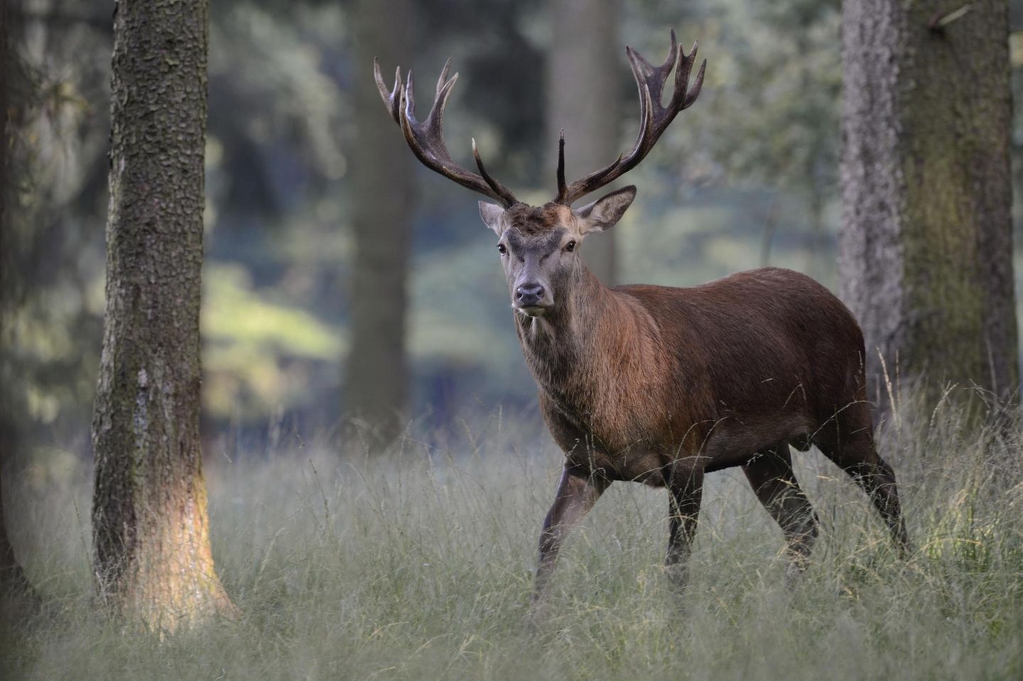 Rothirsch im Wald