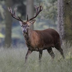Rothirsch im Wald