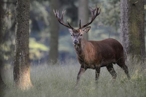 Rothirsch im Wald