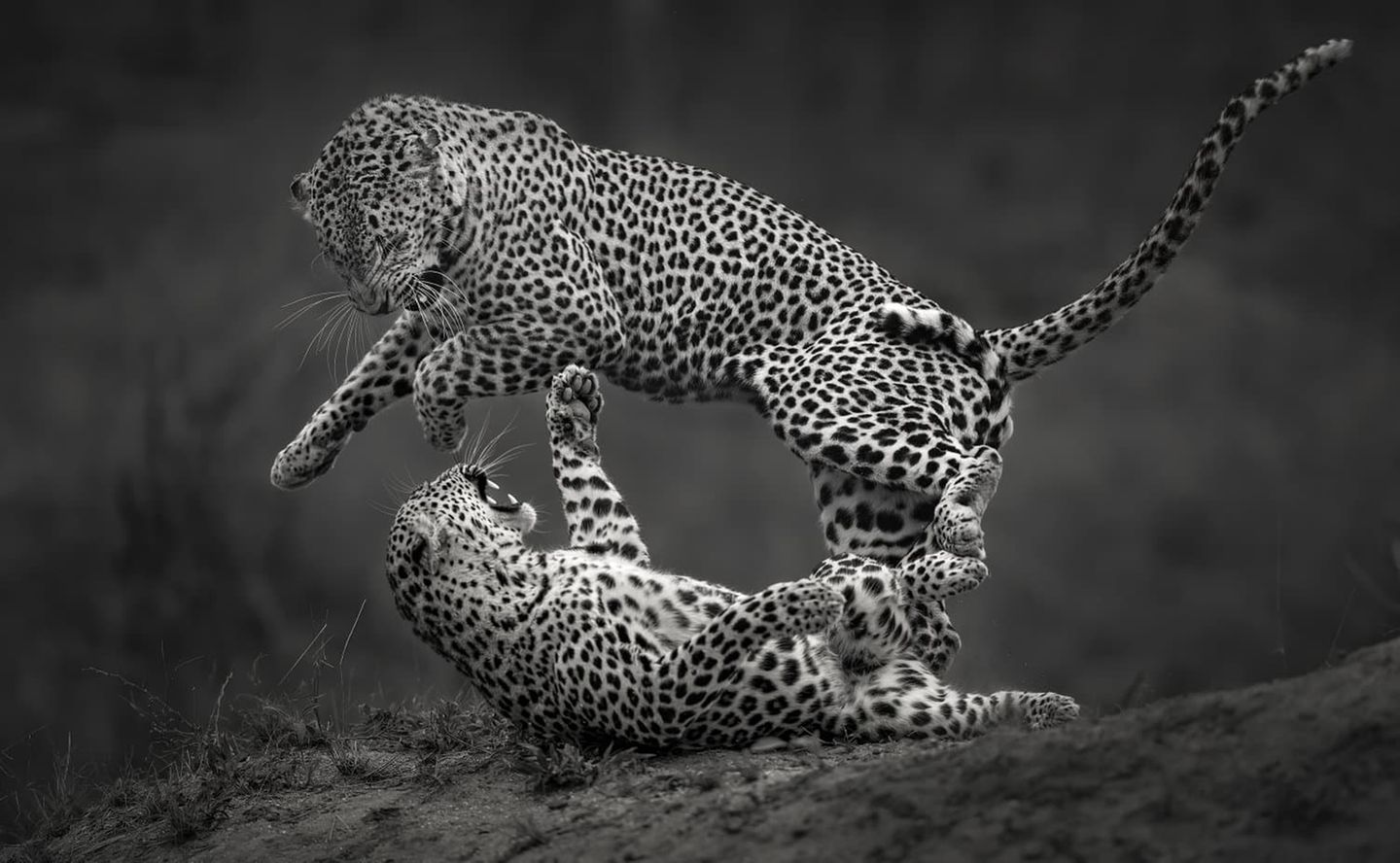 "Leoparden-Sprung, monochrom" von Willem Kruger Das Leopardenmännchen springt im Bruchteil einer Sekunde davon – gleich nach der Paarung, um den Krallen des Weibchens zu entgehen. Ein Bild voller Spannung, festgefroren in Schwarz-Weiß. Aufgenommen wurde es im südafrikanischen Londolozi-Reservat.