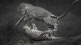 Das Leopardenmännchen springt im Bruchteil einer Sekunde davon – gleich nach der Paarung, um den Krallen des Weibchens zu entgehen. Ein Bild voller Spannung, festgefroren in Schwarz-Weiß. Aufgenommen wurde es im südafrikanischen Londolozi-Reservat.