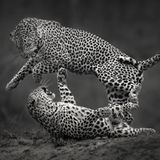 Das Leopardenmännchen springt im Bruchteil einer Sekunde davon – gleich nach der Paarung, um den Krallen des Weibchens zu entgehen. Ein Bild voller Spannung, festgefroren in Schwarz-Weiß. Aufgenommen wurde es im südafrikanischen Londolozi-Reservat.