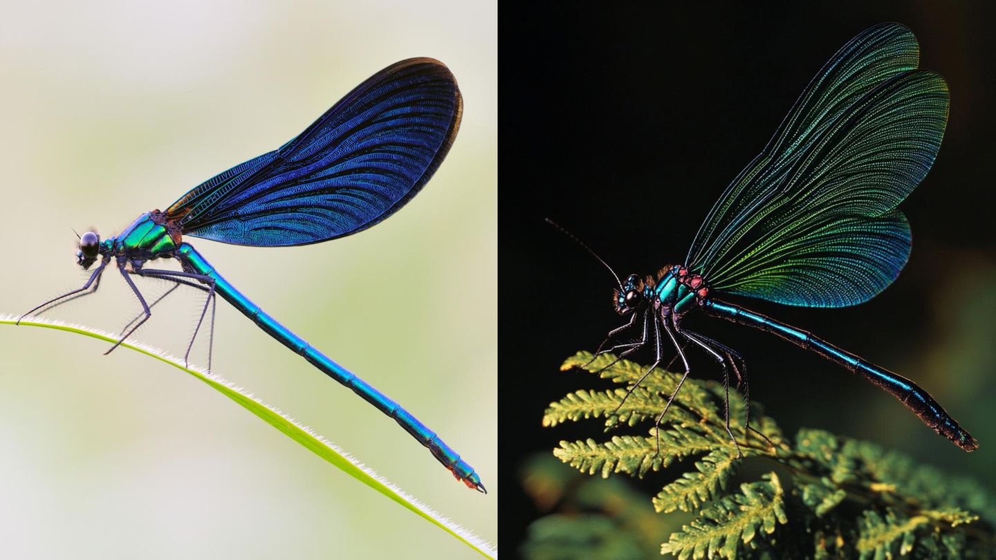 Nochmal nachzählen: Insekten haben sechs Beine. Eine KI (r.) kommt da oft ins Schleudern, wie bei dieser Blauflügel-Prachtlibelle (l.). Auch Insektenflügel werden selten korrekt wiedergegeben: Hier stimmt weder Anzahl, Stellung noch Aderung. Wie alle Libellen hat auch die Blauflügel-Prachtlibelle in der Realität sehr kurze Fühler. Im KI-Bild ist dagegen mindestens ein langer Fühler zu erkennen, der eher an die Antennen von Schmetterlingen erinnert.