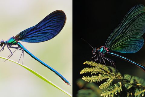 Nochmal nachzählen: Insekten haben sechs Beine. Eine KI (r.) kommt da oft ins Schleudern, wie bei dieser Blauflügel-Prachtlibelle (l.). Auch Insektenflügel werden selten korrekt wiedergegeben: Hier stimmt weder Anzahl, Stellung noch Aderung. Wie alle Libellen hat auch die Blauflügel-Prachtlibelle in der Realität sehr kurze Fühler. Im KI-Bild ist dagegen mindestens ein langer Fühler zu erkennen, der eher an die Antennen von Schmetterlingen erinnert.