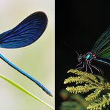 Nochmal nachzählen: Insekten haben sechs Beine. Eine KI (r.) kommt da oft ins Schleudern, wie bei dieser Blauflügel-Prachtlibelle (l.). Auch Insektenflügel werden selten korrekt wiedergegeben: Hier stimmt weder Anzahl, Stellung noch Aderung. Wie alle Libellen hat auch die Blauflügel-Prachtlibelle in der Realität sehr kurze Fühler. Im KI-Bild ist dagegen mindestens ein langer Fühler zu erkennen, der eher an die Antennen von Schmetterlingen erinnert.