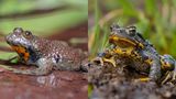 Besonders charakteristisch für Unken sind ihre herzförmigen Pupillen (l.). Im KI-Bild (r.) sind daraus ovale Frosch-Pupillen geworden. Ihre namensgebende Färbung hat die Gelbbauchunke ausschließlich auf der Unterseite am Bauch und Hals, von oben ist das Tier unscheinbar bräunlich und somit am Boden gut getarnt. Im KI-Bild sind auch die Beine und Finger gelb gefärbt. Der gesamte Körperbau entspricht im KI-Bild mehr einem Frosch als einer Unke. Das Maul der KI-Kröte ist deutlich breiter, die Augen stehen seitlicher ab. Zudem wirkt das Tier ungewöhnlich sauber.
