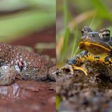 Besonders charakteristisch für Unken sind ihre herzförmigen Pupillen (l.). Im KI-Bild (r.) sind daraus ovale Frosch-Pupillen geworden. Ihre namensgebende Färbung hat die Gelbbauchunke ausschließlich auf der Unterseite am Bauch und Hals, von oben ist das Tier unscheinbar bräunlich und somit am Boden gut getarnt. Im KI-Bild sind auch die Beine und Finger gelb gefärbt. Der gesamte Körperbau entspricht im KI-Bild mehr einem Frosch als einer Unke. Das Maul der KI-Kröte ist deutlich breiter, die Augen stehen seitlicher ab. Zudem wirkt das Tier ungewöhnlich sauber.