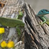 Die Männchen der Östlichen Smaragdeidechse sind zur Paarungszeit im Frühjahr zwar prächtig gefärbt, jedoch wird dies im KI-Bild (r.) stark überzeichnet, ebenso die deutliche Abgrenzung der einzelnen Schuppen. Auch die einheitliche Blaufärbung am Kopf, der zu lange Hals und die zu weit hinten positionierte Ohröffnung lassen erkennen, dass es sich nicht um ein echtes Foto der Art (l.) handelt.