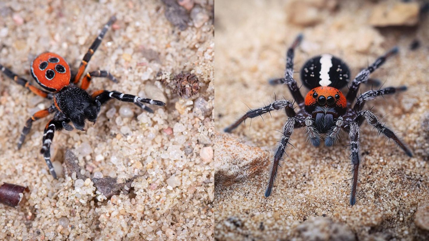 Das Originalbild (l.) zeigt ein Männchen der Roten Röhrenspinne: Es hat einen schwarzen Kopf und einen scharlachroten Hinterleib mit vier schwarzen Punkten, die wie auf einem Würfel angeordnet sind. Die Beine sind schwarz-weiß geringelt und weisen eine ebenfalls rötliche Behaarung auf. Das KI-Bild (r.) ist dagegen von der Realität weit entfernt. Neben der offensichtlich falschen Färbung sind auch die Augen der KI-Spinne viel zu groß geraten und erinnern in ihrer Anordnung eher an eine Springspinne.