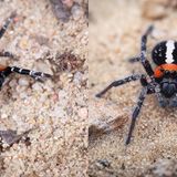 Das Originalbild (l.) zeigt ein Männchen der Roten Röhrenspinne: Es hat einen schwarzen Kopf und einen scharlachroten Hinterleib mit vier schwarzen Punkten, die wie auf einem Würfel angeordnet sind. Die Beine sind schwarz-weiß geringelt und weisen eine ebenfalls rötliche Behaarung auf. Das KI-Bild (r.) ist dagegen von der Realität weit entfernt. Neben der offensichtlich falschen Färbung sind auch die Augen der KI-Spinne viel zu groß geraten und erinnern in ihrer Anordnung eher an eine Springspinne.