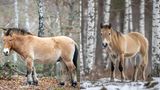 Gut erkennen kann man Przewalski-Pferde an ihrer kurzen, bürstenartigen Stehmähne (l.). Im KI-Bild (r.) hat das Tier stattdessen eine Fallmähne. Der Schopf endet bei Przewalskis zwischen den Ohren, beim KI-Bild ragt er deutlich darüber hinaus. Da die Wildpferde ganzjährig im Freien leben, sehen sie entsprechend wild aus: Ihr Fell ist meist struppig und durch Bisswunden oder Narben von Rangkämpfen gezeichnet. Das KI-generierte Tier sieht dagegen aus, als käme es frisch gestriegelt aus dem Stall.