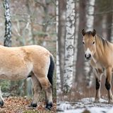 Gut erkennen kann man Przewalski-Pferde an ihrer kurzen, bürstenartigen Stehmähne (l.). Im KI-Bild (r.) hat das Tier stattdessen eine Fallmähne. Der Schopf endet bei Przewalskis zwischen den Ohren, beim KI-Bild ragt er deutlich darüber hinaus. Da die Wildpferde ganzjährig im Freien leben, sehen sie entsprechend wild aus: Ihr Fell ist meist struppig und durch Bisswunden oder Narben von Rangkämpfen gezeichnet. Das KI-generierte Tier sieht dagegen aus, als käme es frisch gestriegelt aus dem Stall.