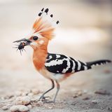 Die charakteristische Federhaube des Wiedehopfs (l.) ist in Realität ausgeprägter und sein Schnabel deutlich länger, als es die KI darstellt (r.). Dafür sind ihr die Schwanzfedern deutlich zu lang geraten. Ebenfalls übertrieben hat sie bei der Farbe des Gefieders, das in der Realität gedeckter ausfällt, um den Vogel am Boden zu tarnen. Außerdem verniedlicht die KI das Original: Augen und Kopf sind im Verhältnis zum Körper zu groß geraten. Immerhin richtig zeigt sie, dass Wiedehopfe Insekten fressen – allerdings gelingen diese ihr auch nur leidlich.