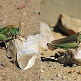 Auch bei dieser Heuschreckenart gerät der KI einiges durcheinander. Auf dem KI-Bild (r.) wirkt es so, als hätte das Insekt vier Beinpaare, also acht statt sechs Beine, wie es eigentlich korrekt wäre. Der Warzenbeißer ist eine Langfühlerschrecke. Die KI-Darstellung entspricht viel eher einem Grashüpfer, also einer Kurzfühlerschrecke. Das Original (l.) hat unter anderem deutlich längere Hinterbeine, die Augen sind kleiner.