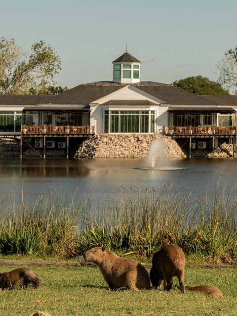Capy­baras vor einem Haus mit Teich