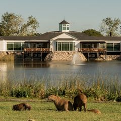 Capy­baras vor einem Haus mit Teich