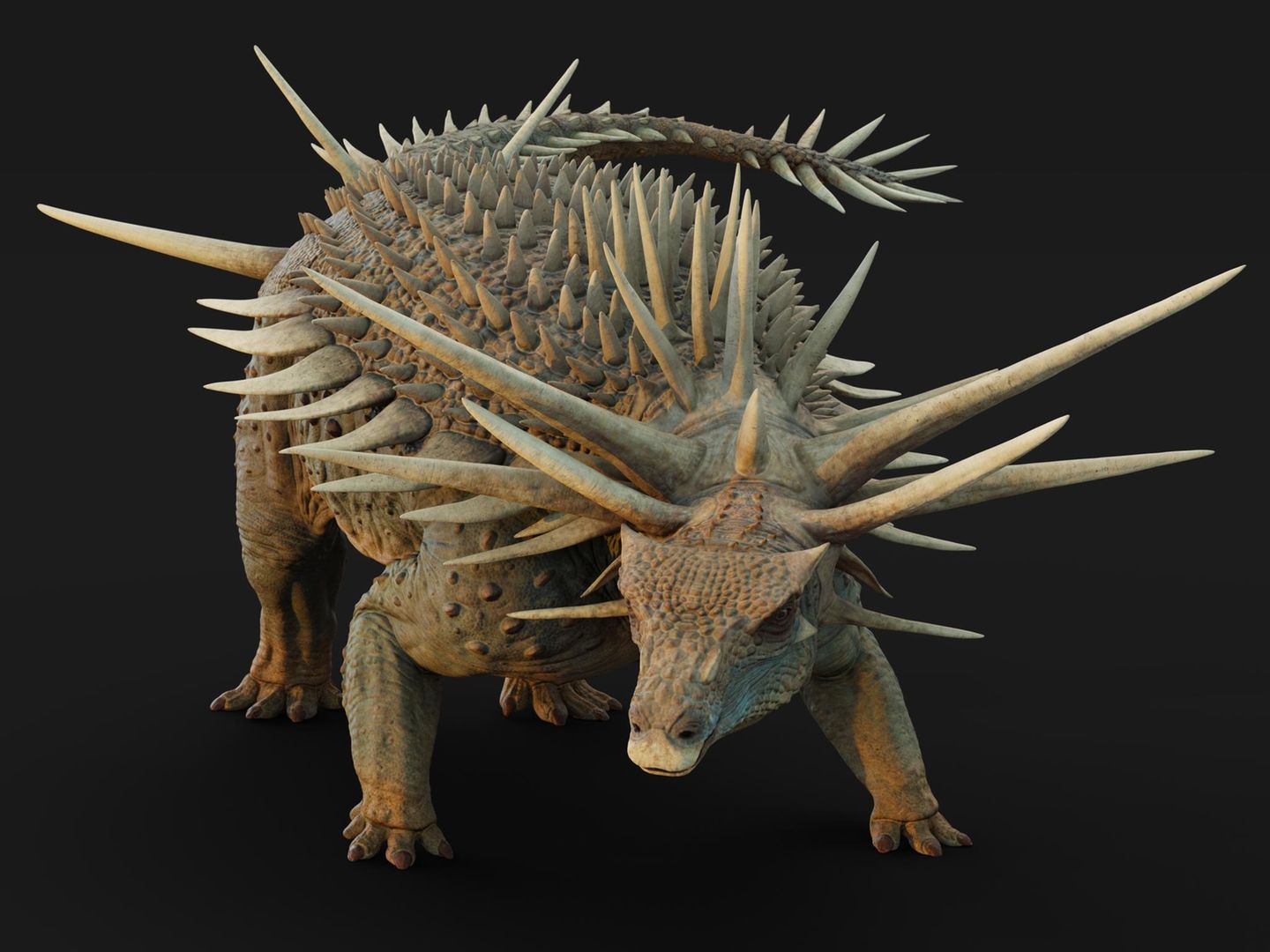 Spicomellus aferx