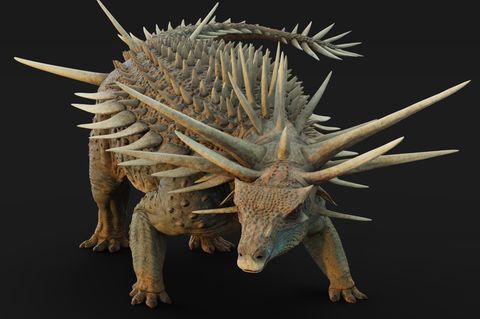 Spicomellus aferx
