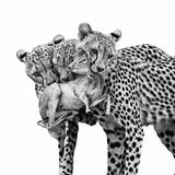 Drei Geparden mit Günther-Dikdik (Beutetier) im Maul