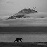 Braunbär am Ufer des Kurilensees