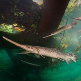 Langnasen-Gars legt Eier ab