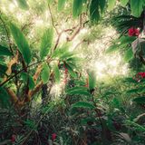 Scharlachrote Alpinie,