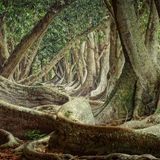 Pfeigenbäume auf Kauai