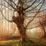 knorrige Hainbuchen in Mecklenburg-Vorpommern