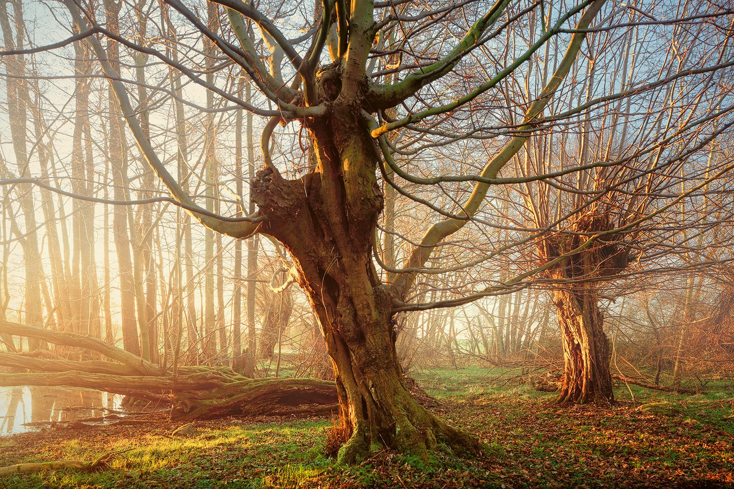 knorrige Hainbuchen in Mecklenburg-Vorpommern
