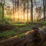 Sonnenstrahlen bahnen sich durch ein Wäldchen am Niederrhein