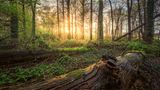 Sonnenstrahlen bahnen sich durch ein Wäldchen am Niederrhein
