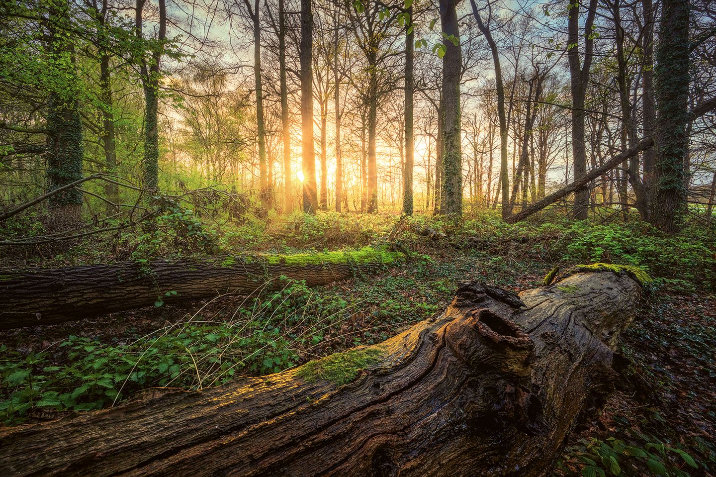 Sonnenstrahlen bahnen sich durch ein Wäldchen am Niederrhein