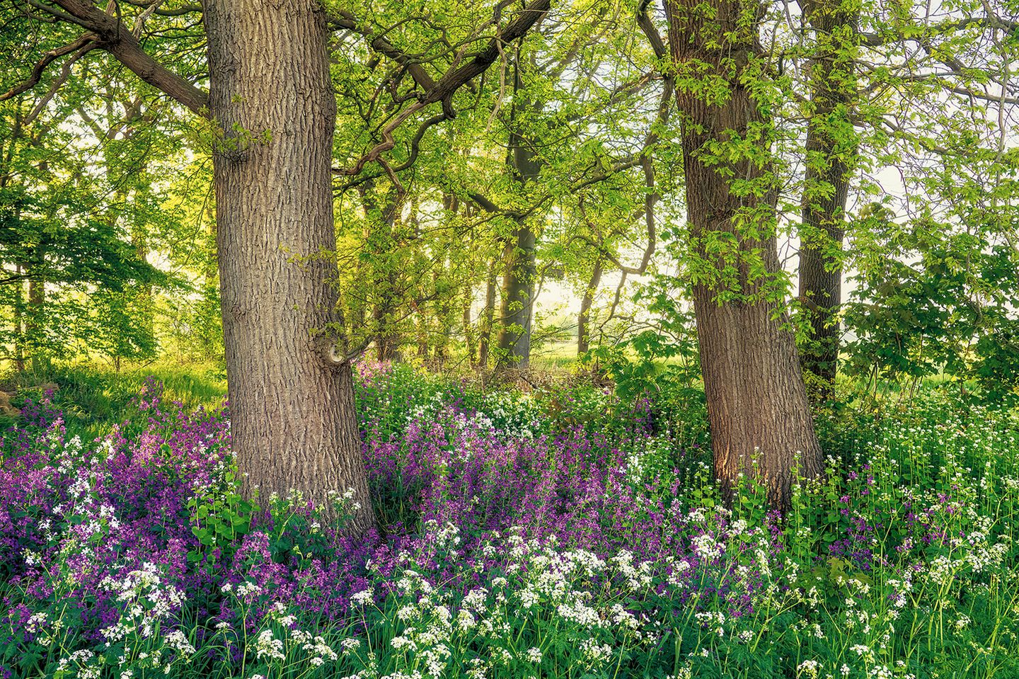 Silberblatt, Knoblauchsrauke und Wiesenkerbel im Wald