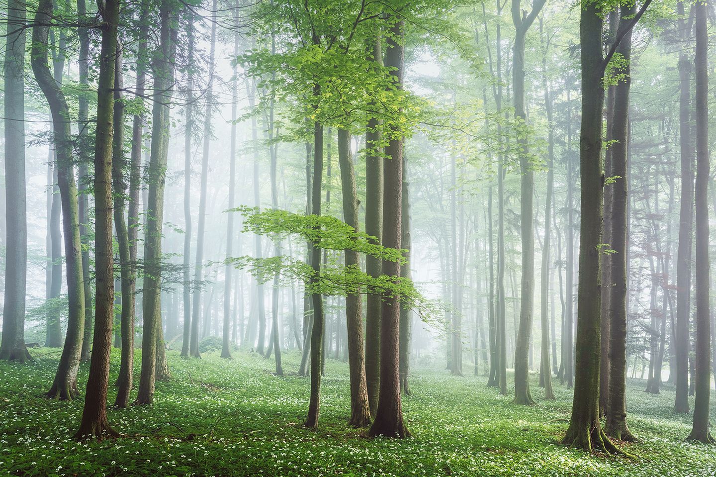 Blühender Teppich aus Bärlauch in einem Wald