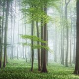 Blühender Teppich aus Bärlauch in einem Wald