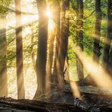 Dunst schwebt durch den Darßwald in Mecklenburg-Vorpommern