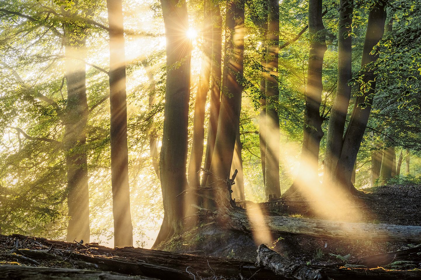 Dunst schwebt durch den Darßwald in Mecklenburg-Vorpommern