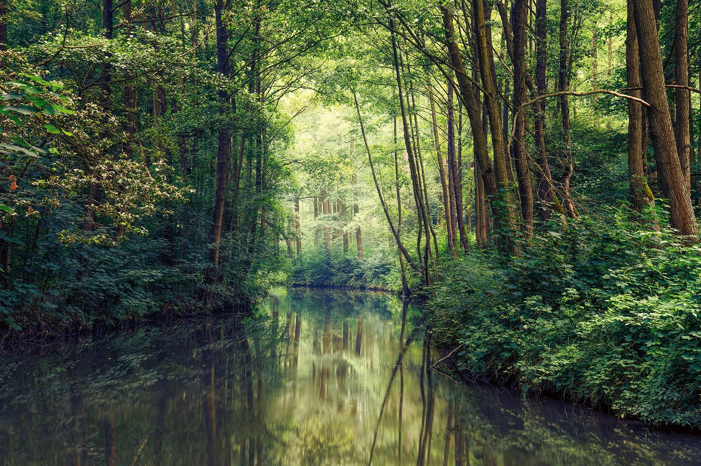 Auengebiet im Spreewald