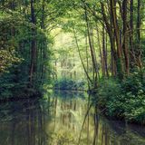 Auengebiet im Spreewald