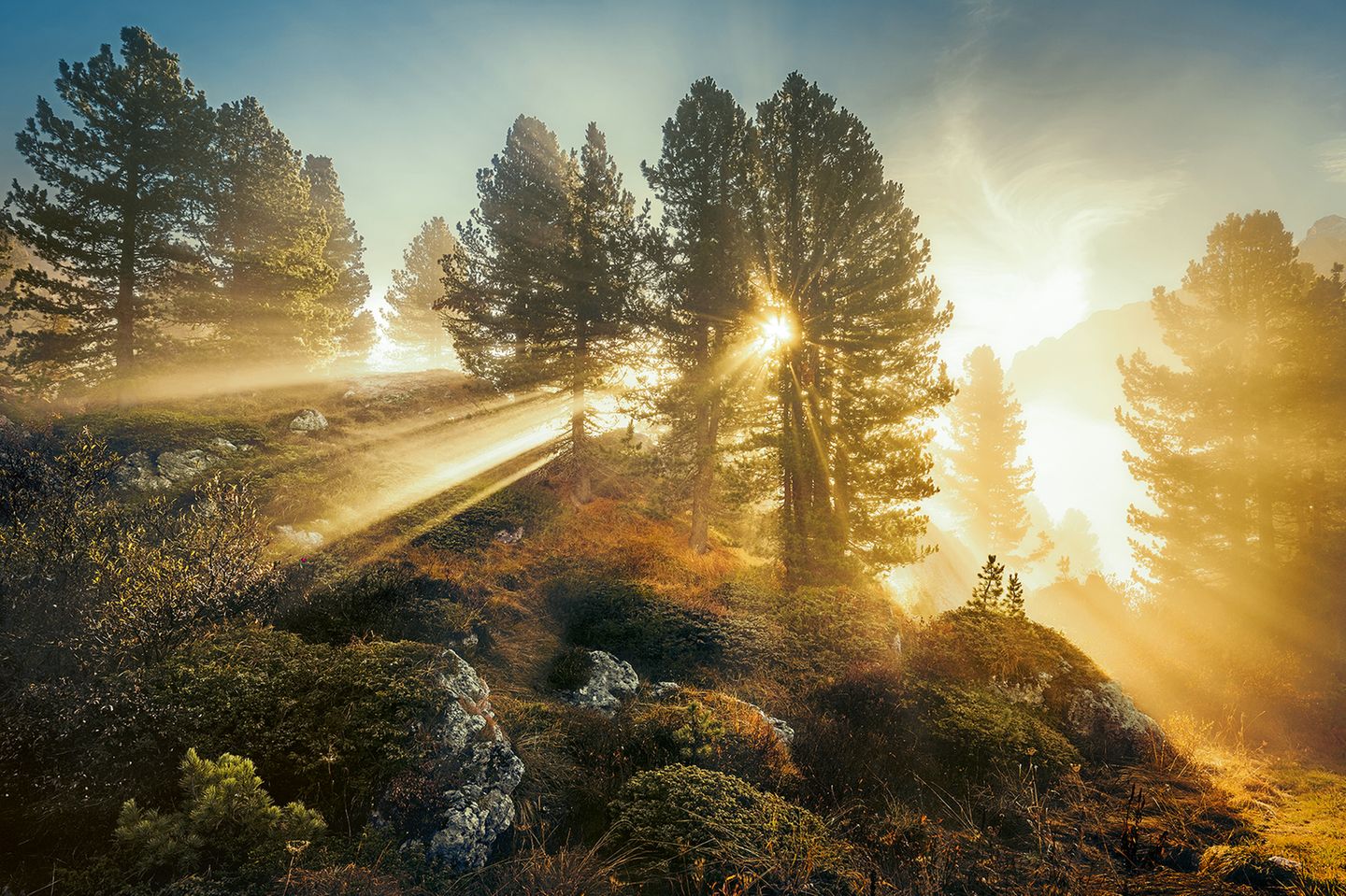 Zirben in den italienischen Dolomiten