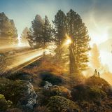 Zirben in den italienischen Dolomiten