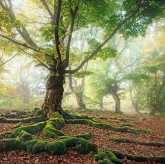 Wurzeln einer Rotbuche im hessischen Kellerwald